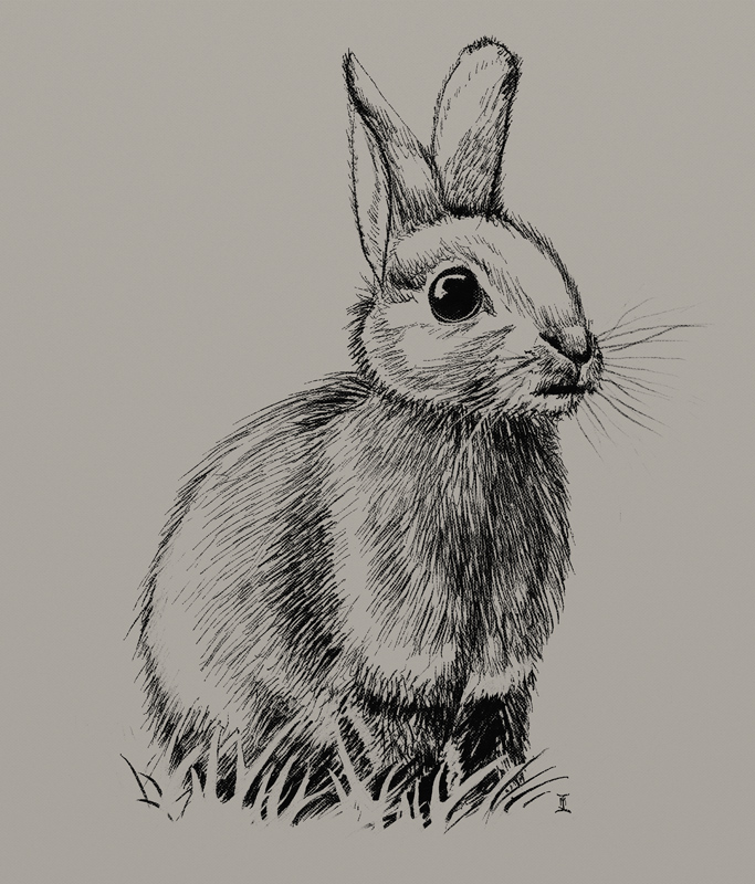 Rabbit.jpg