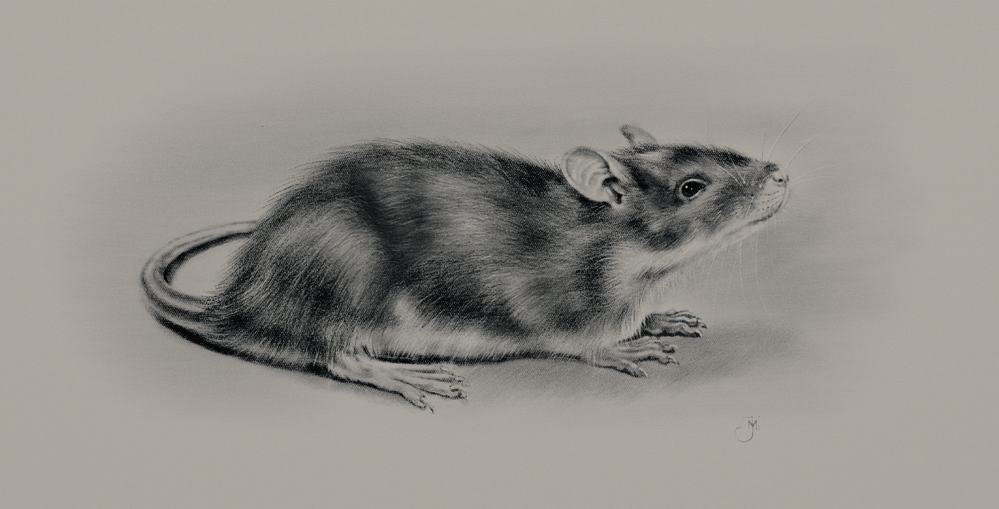 Rat_Web.jpg