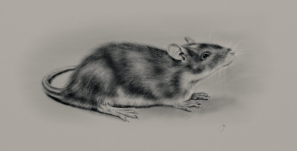 Rat_Web_plus-white.jpg