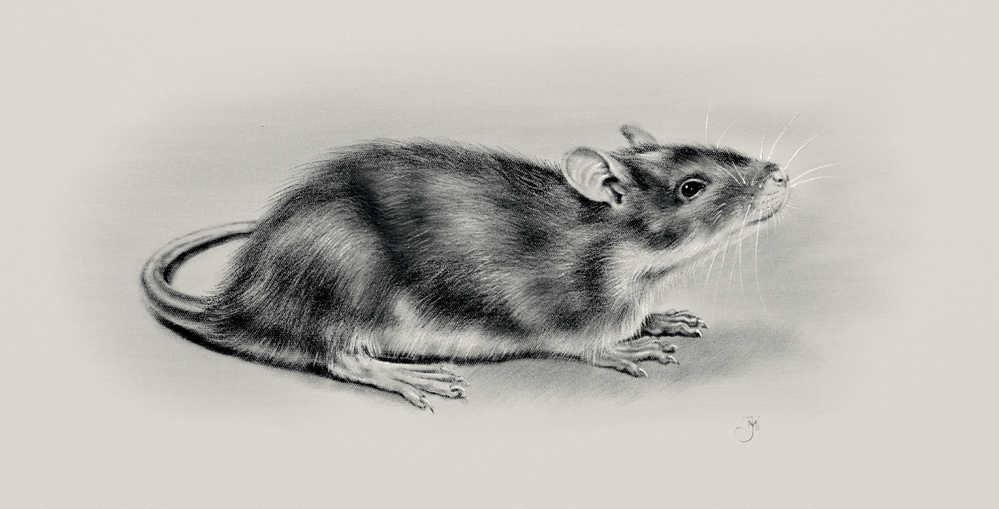 Rat-Shy-v2-web.jpg