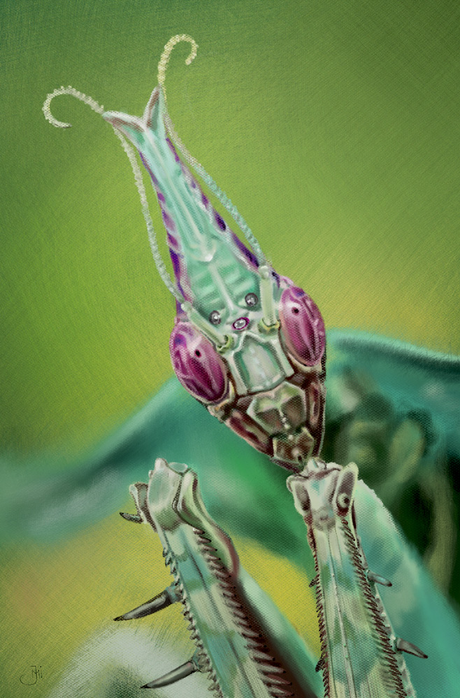 idolomantis-diabolica_web.jpg